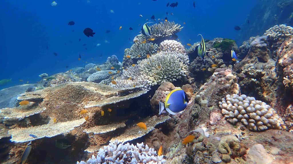 4 Islands Tour, 4 islands tour krabi, tour from krabi, krabi excursions, krabi thailand