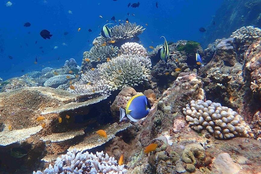 Phi Phi Island Snorkeling Tour From Phuket By Big Boat
