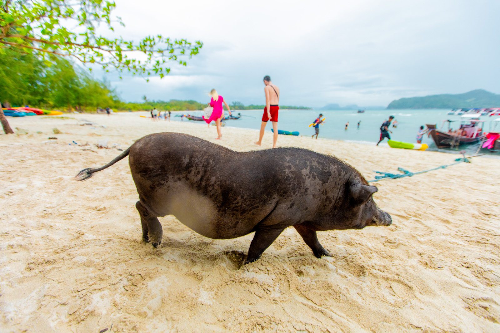 private longtail boat to pig island tour