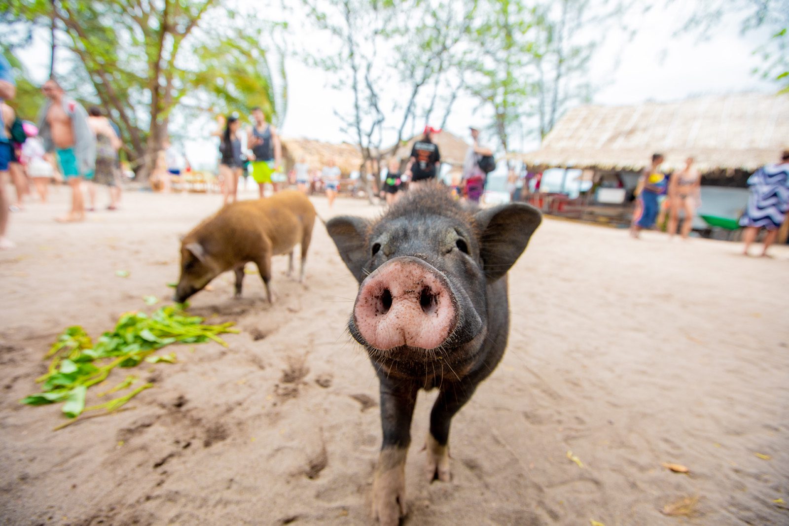 private longtail boat to pig island tour