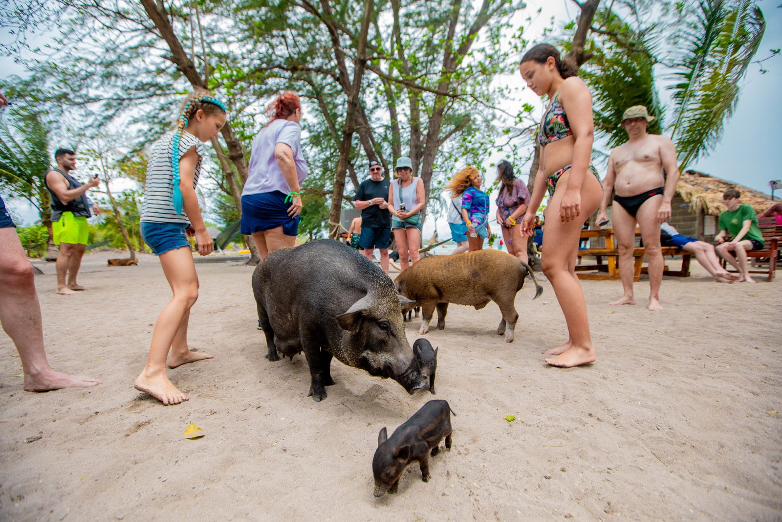private longtail boat to pig island tour