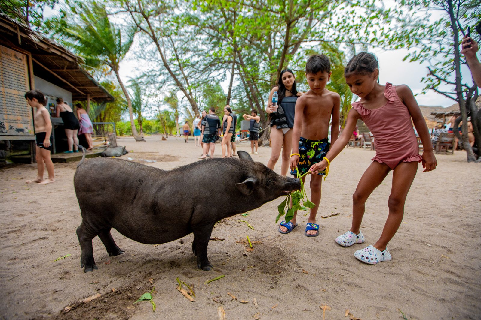 private longtail boat to pig island tour