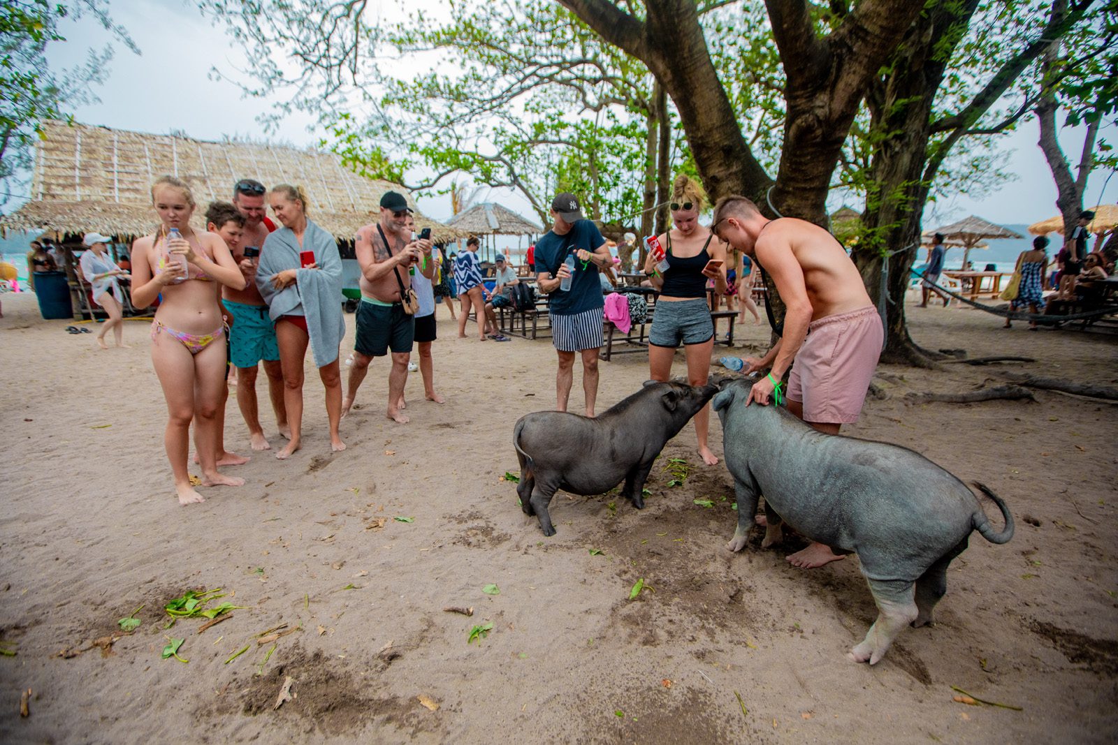 private longtail boat to pig island tour