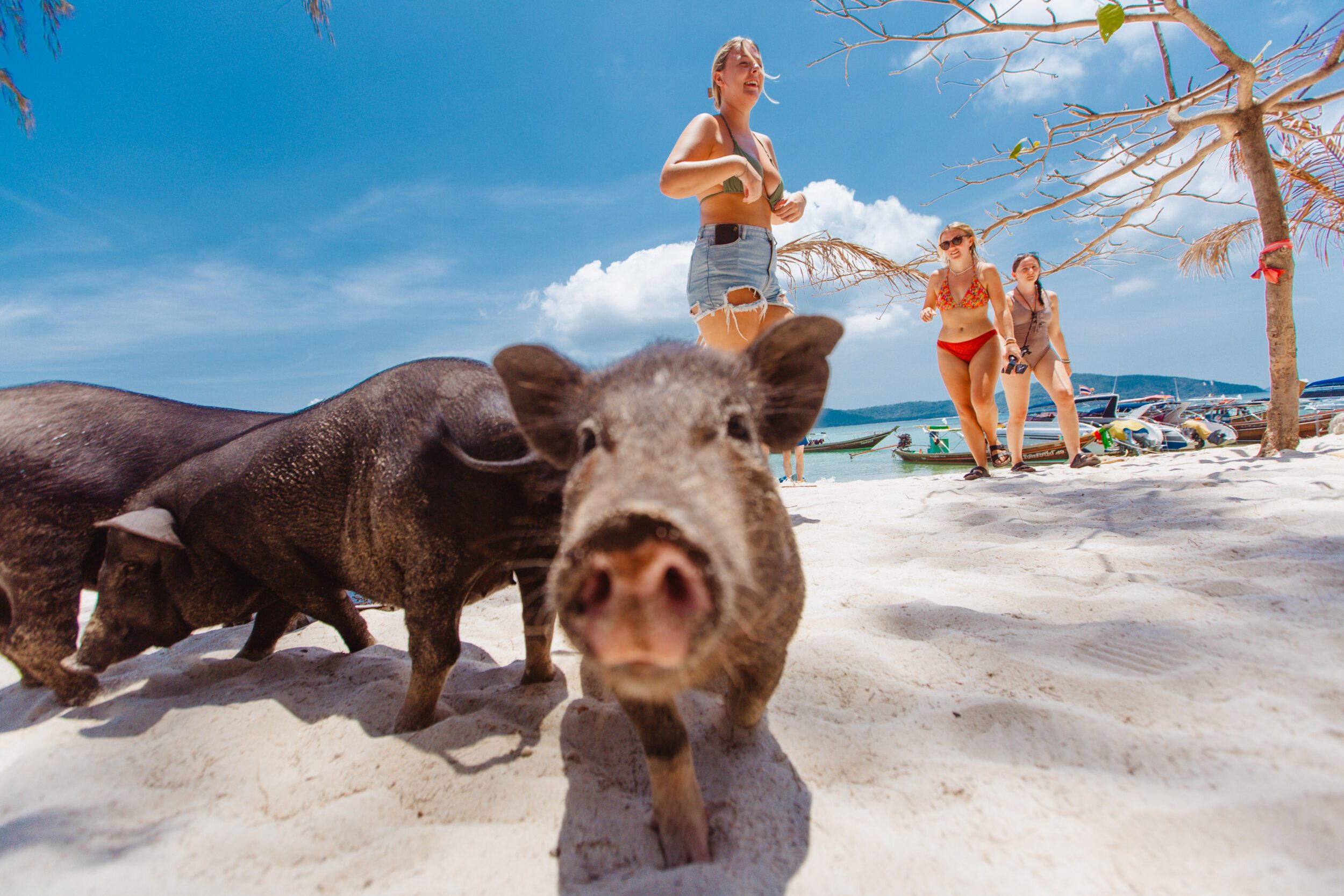 pig feeding