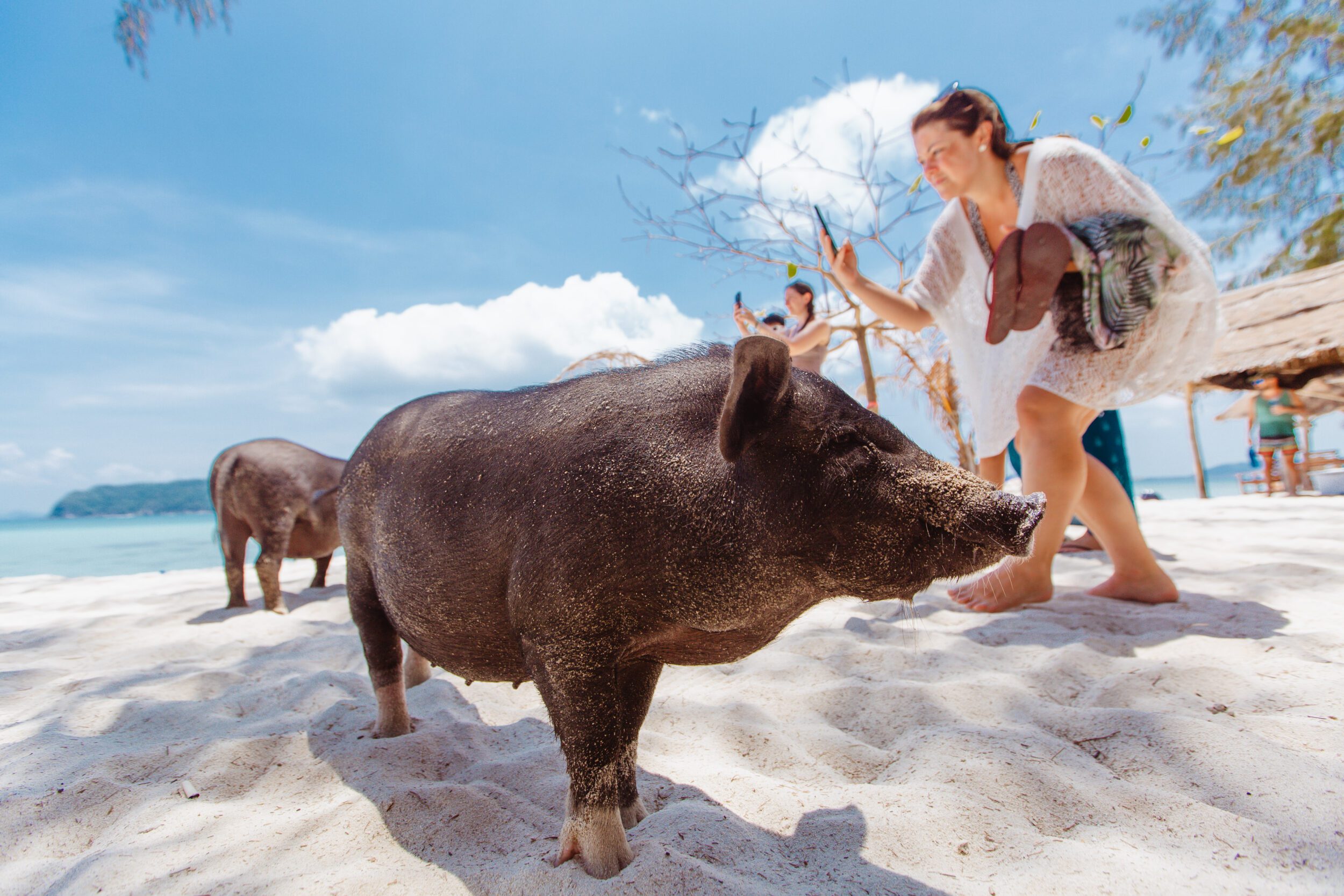 pig feeding