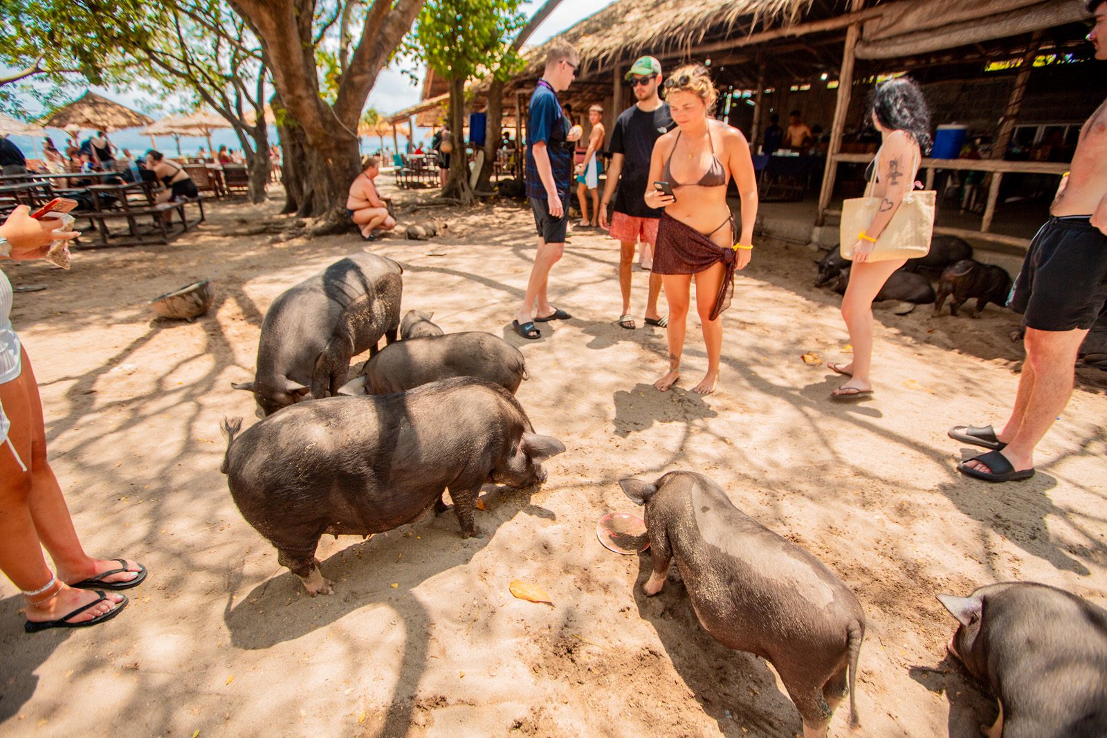 pig feeding