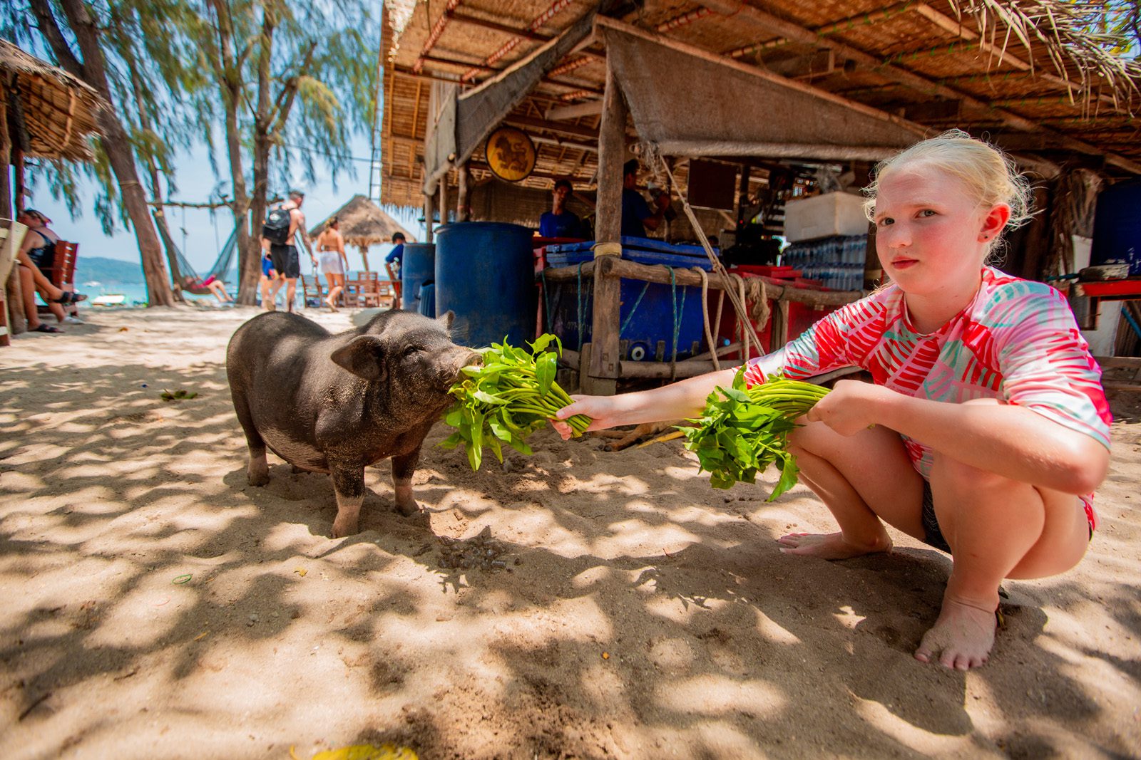 pig feeding