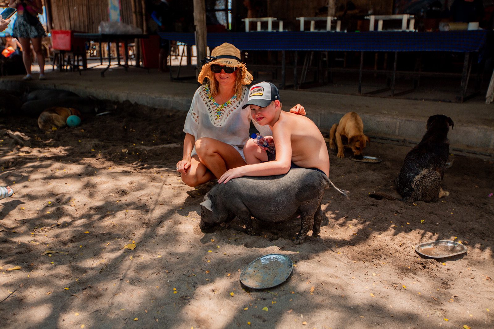 pig feeding