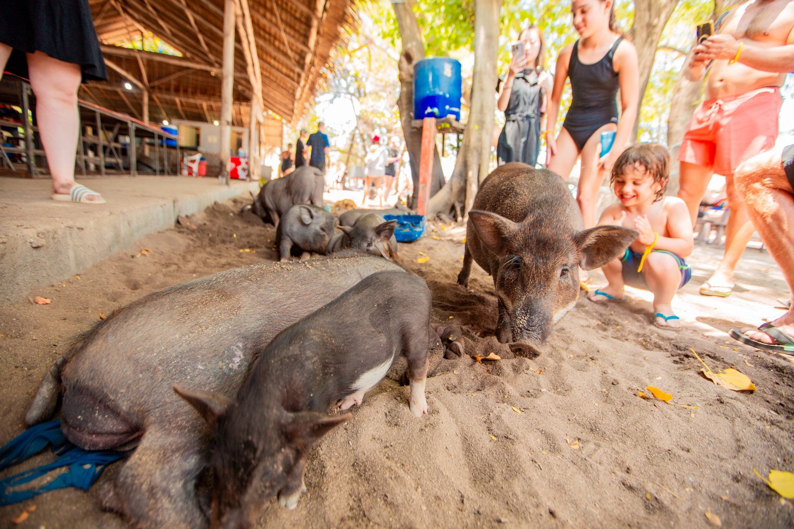 pig feeding