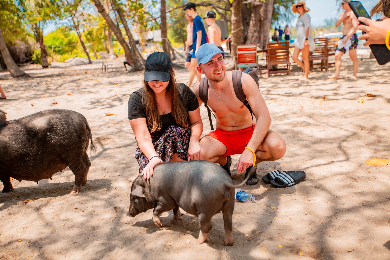 pig feeding