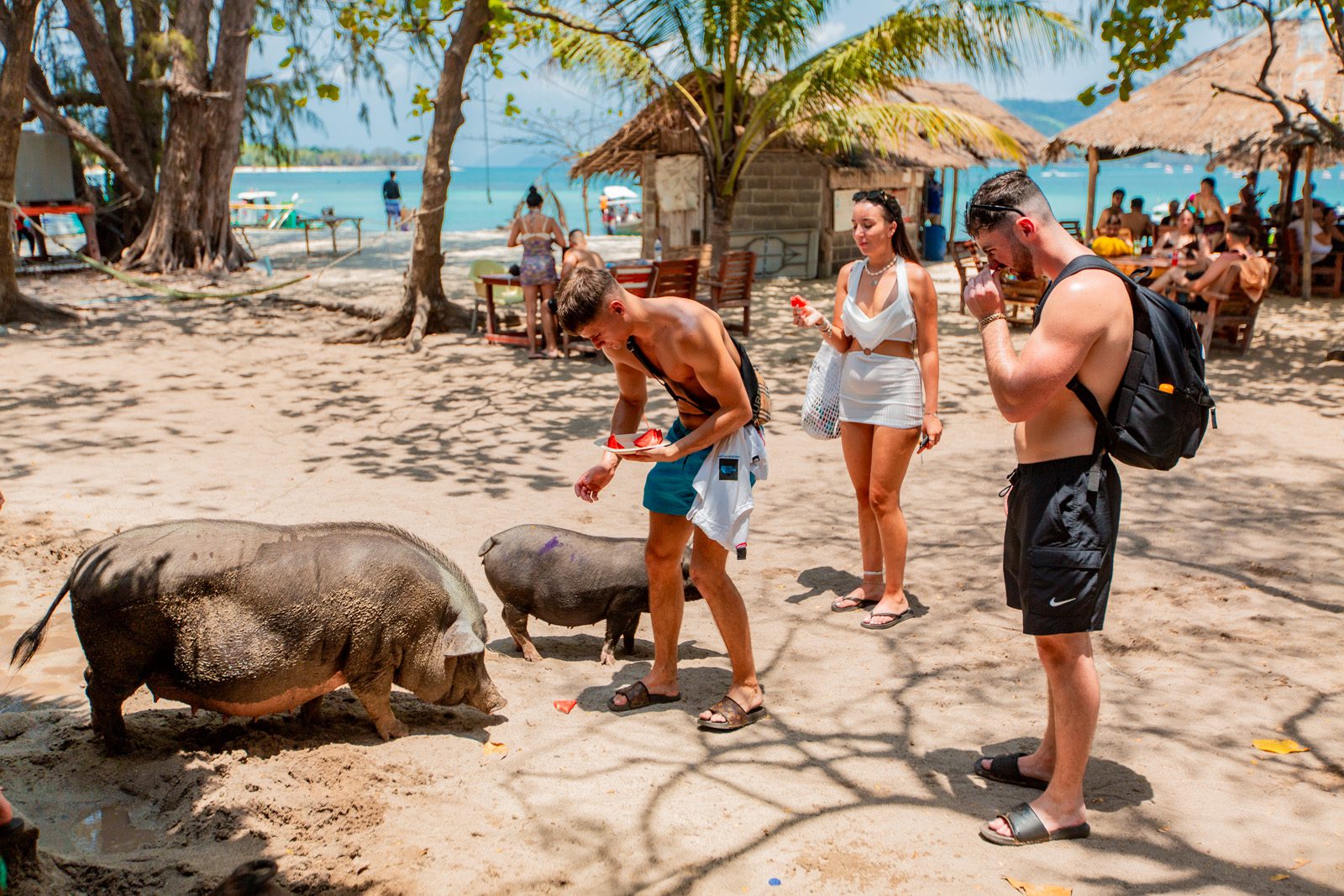 pig feeding