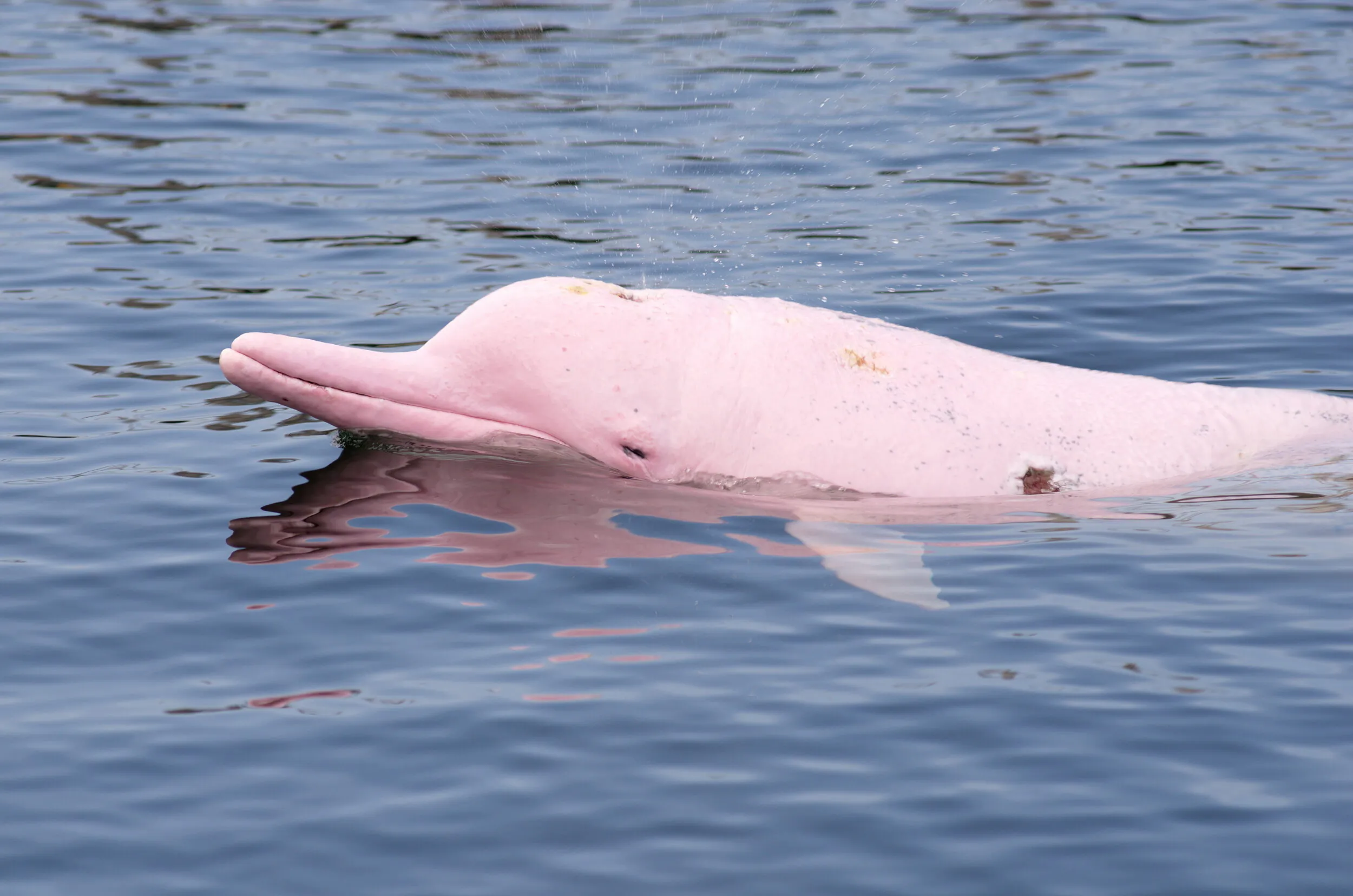 Pink Dolphin Spotting Tour