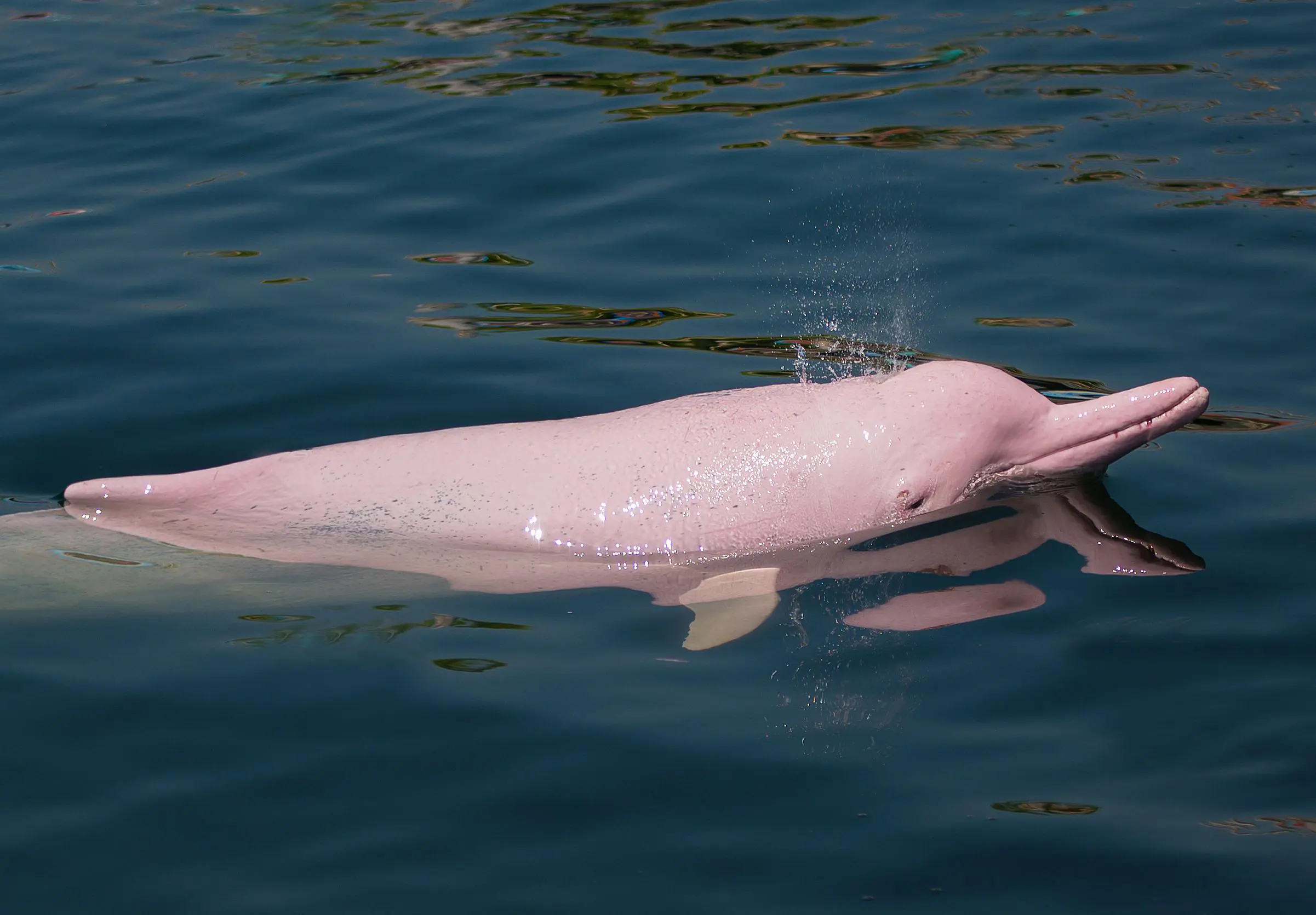 Pink Dolphin Spotting Tour