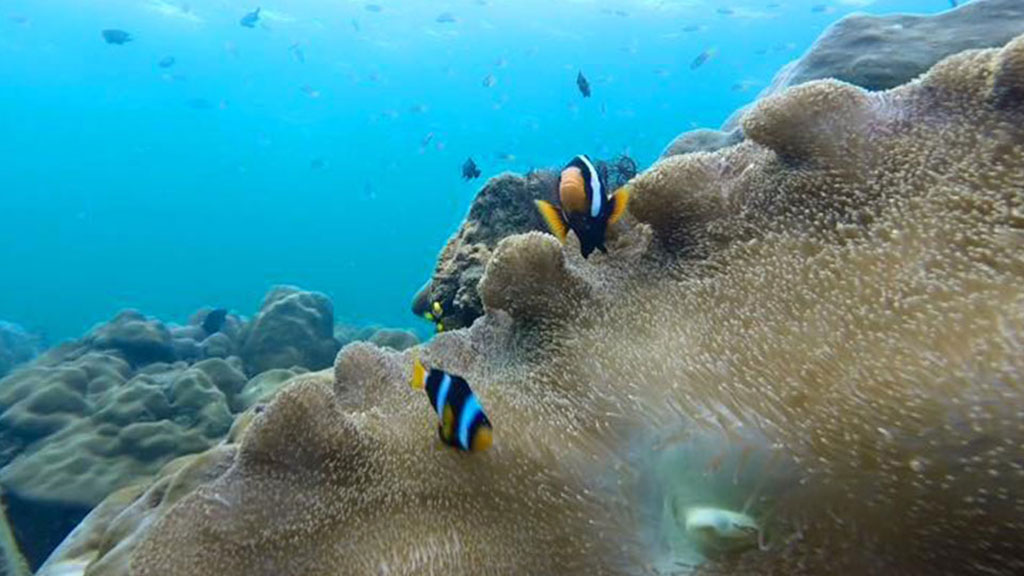 Rok and Haa Islands tour from Phuket
