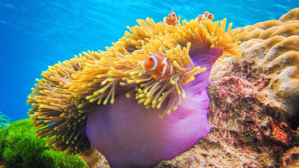 Rok and Haa Islands tour from Phuket