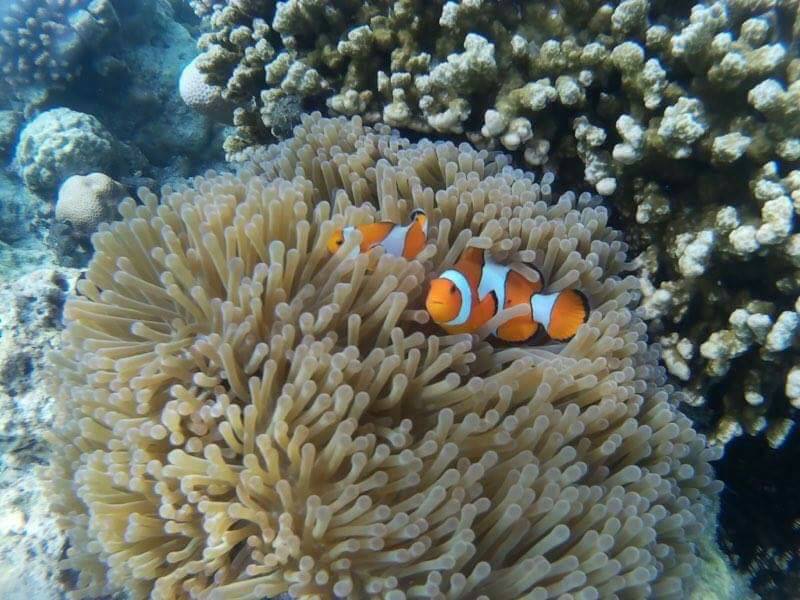 Surin Islands camping trip from Phuket
