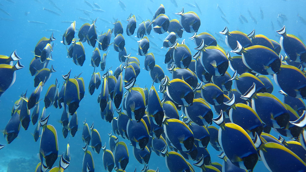 Racha Yai And Racha Noi Island Snorkeling Day Trip From Phuket