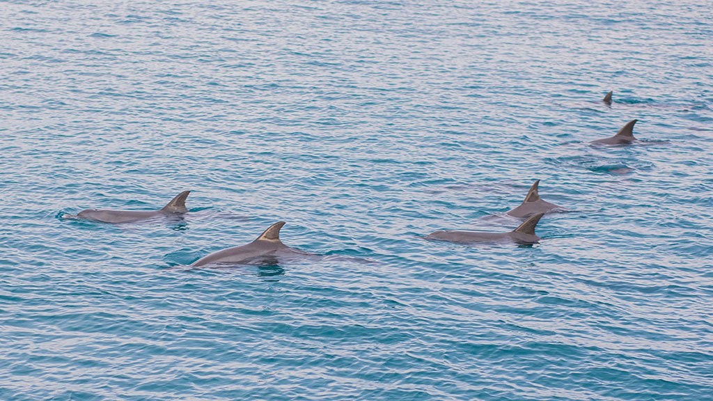 Racha Yai And Racha Noi Island Snorkeling Day Trip From Phuket