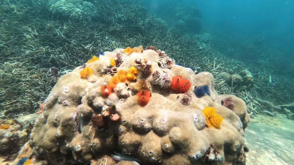 full day trip to koh tao and koh nang yuan from koh samui by speedboat, koh tao and koh nang yuan