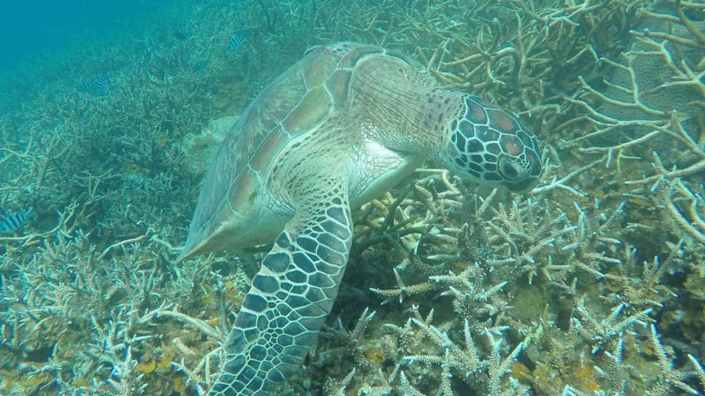 full day trip to koh tao and koh nang yuan from koh samui by speedboat, koh tao and koh nang yuan