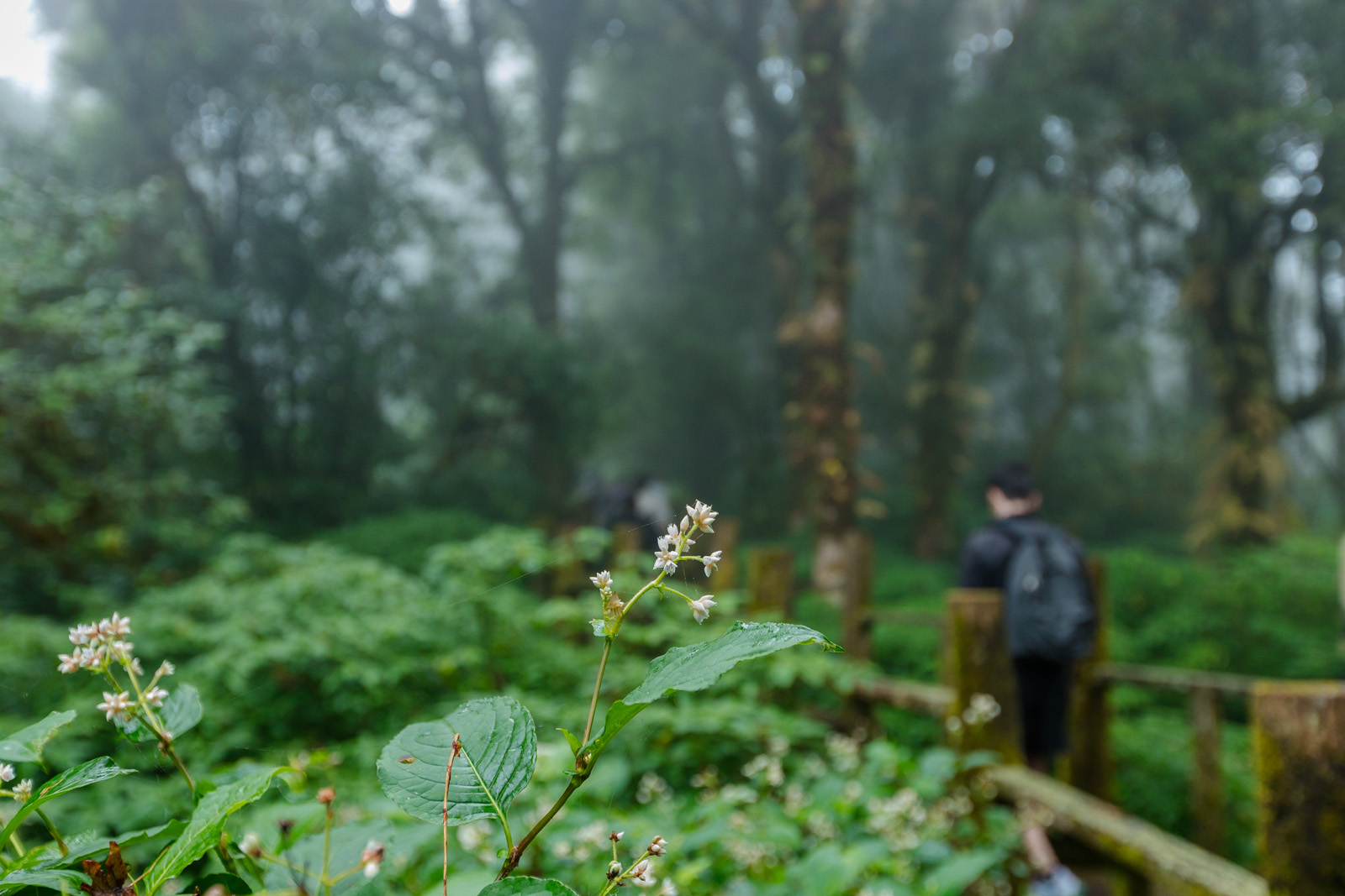 doi inthanon national park