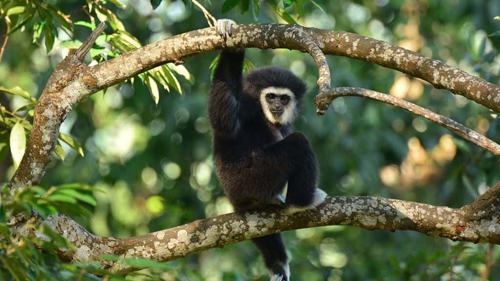 one day elephant love gibbon tour, elephant love gibbon