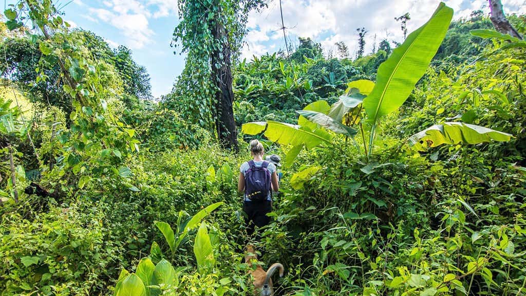 Chiang Mai Trekking 2 Days 1 Night at Mae Wang National Park