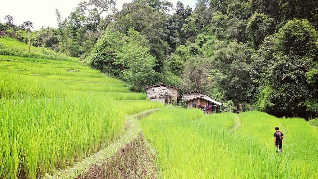 Chiang Mai Trekking 2 Days 1 Night at Mae Wang National Park