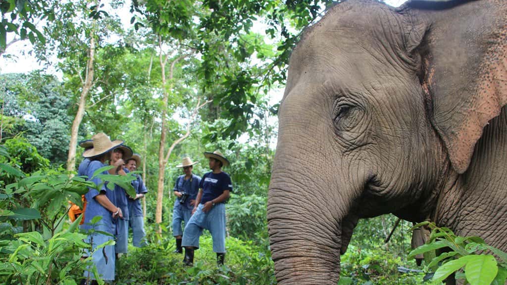 mae taeng river whitewater kayaking and elephant care