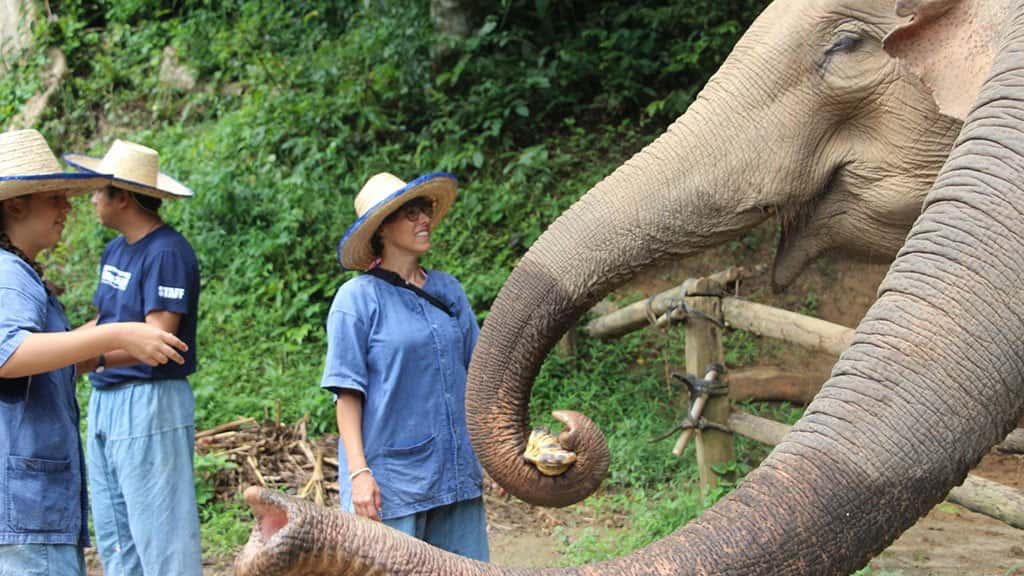 mae taeng river whitewater kayaking and elephant care