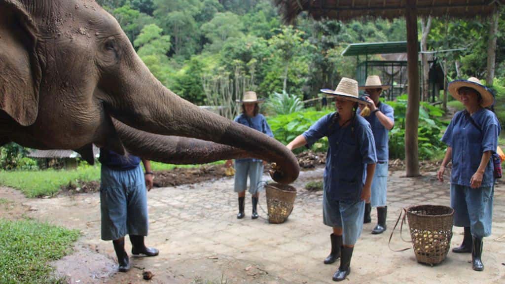 white water rafting and elephant care
