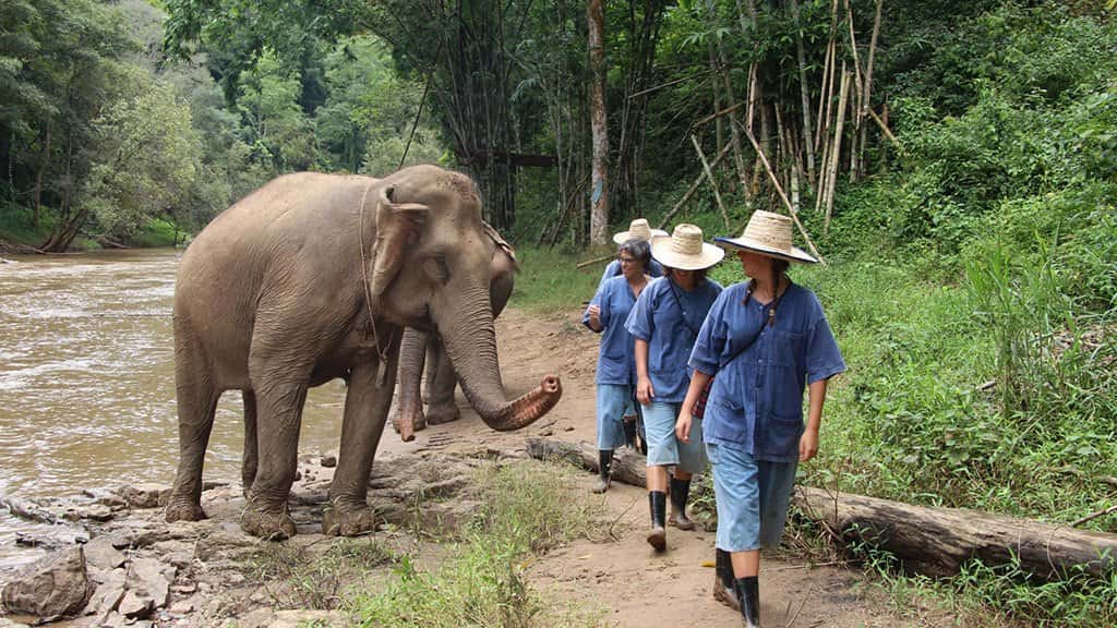 white water rafting and elephant care