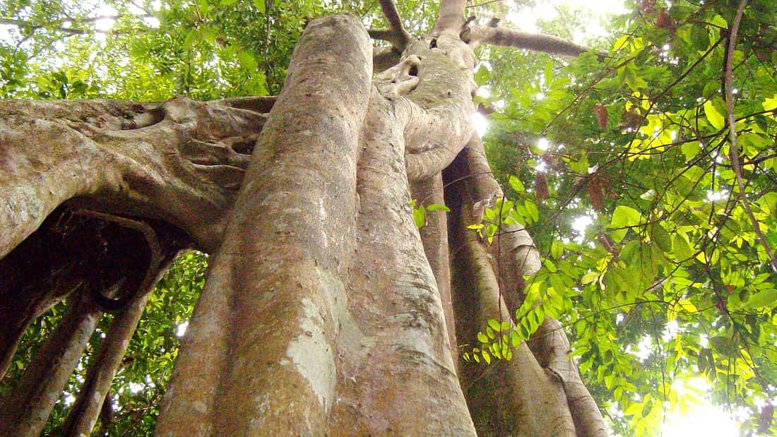doi suthep pui national park hiking