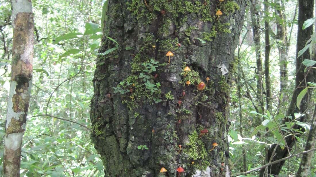 Placeholder