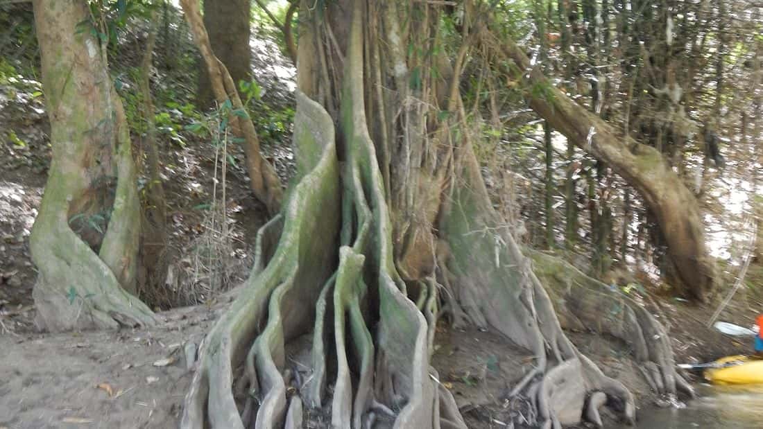 jungle kayak tour, chiang dao cave, chiang mai