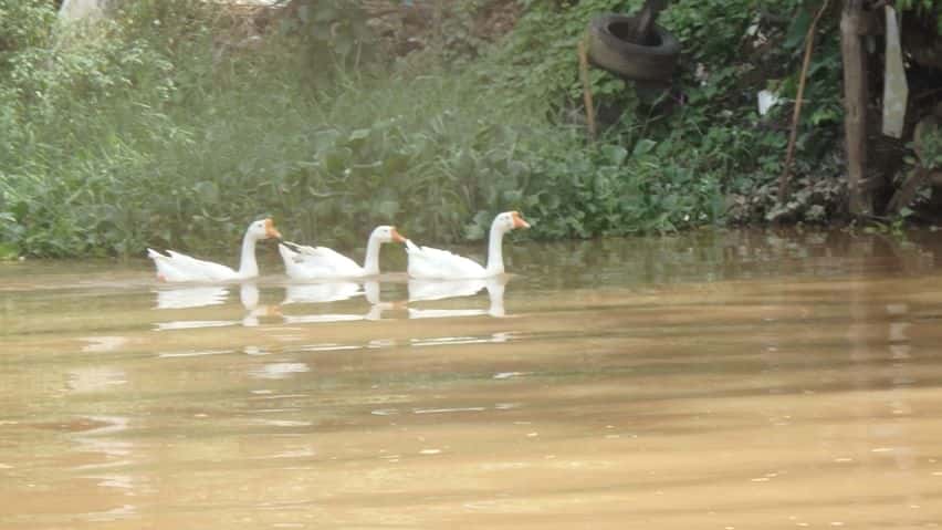 kayaking, ping river, chiang mai