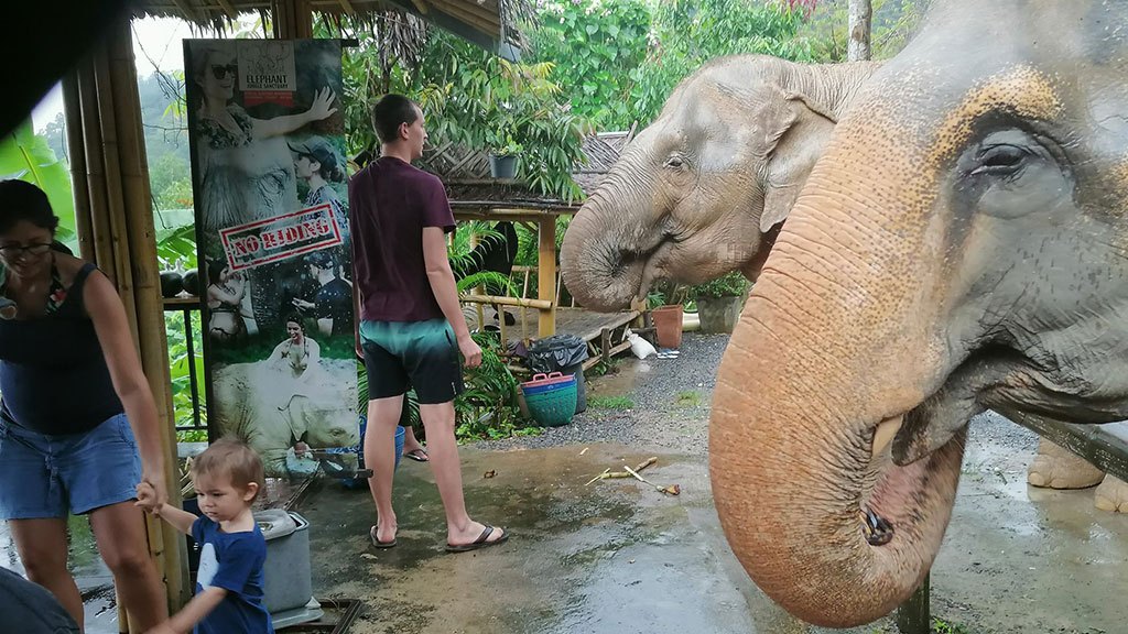 elephant jungle sanctuary pattaya, pattaya experience