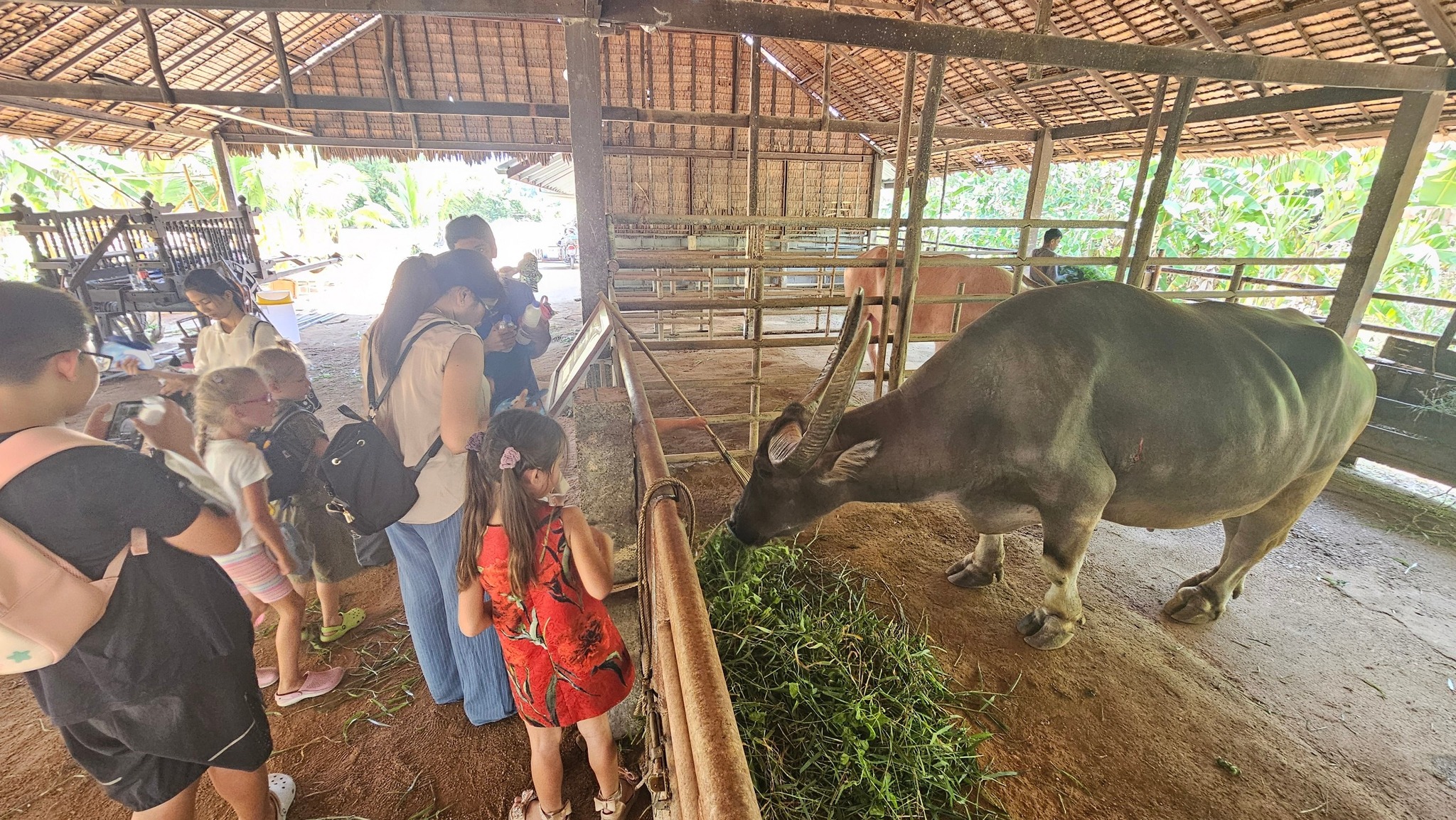 Phuket Traditional Farm Tour