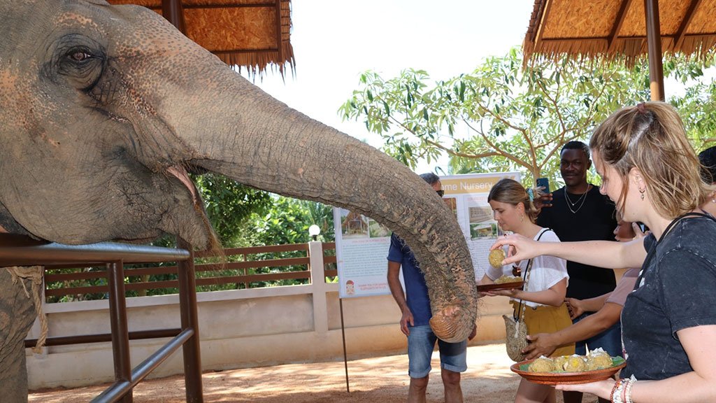 elephant care, samui elephant home, elephant care samui