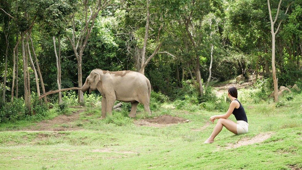 samui elephant haven, ethical elephant