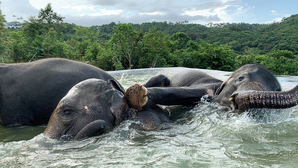 samui elephant haven, ethical elephant
