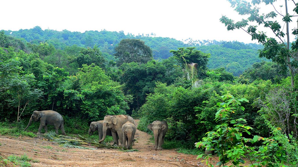 samui elephant haven, ethical elephant