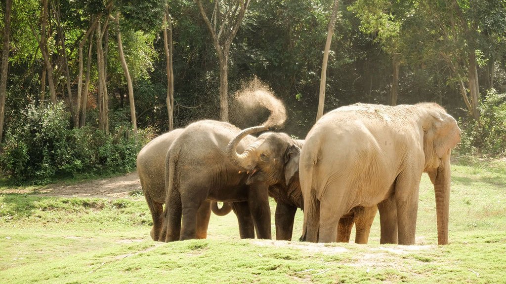 samui elephant haven, ethical elephant
