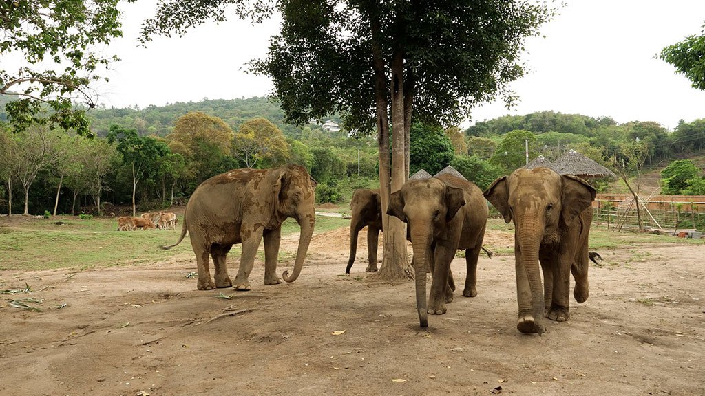 samui elephant haven, ethical elephant