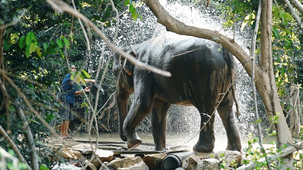 samui elephant haven, ethical elephant