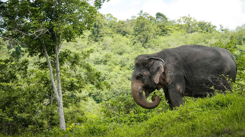 phuket elephant sanctuary, canopy walkway