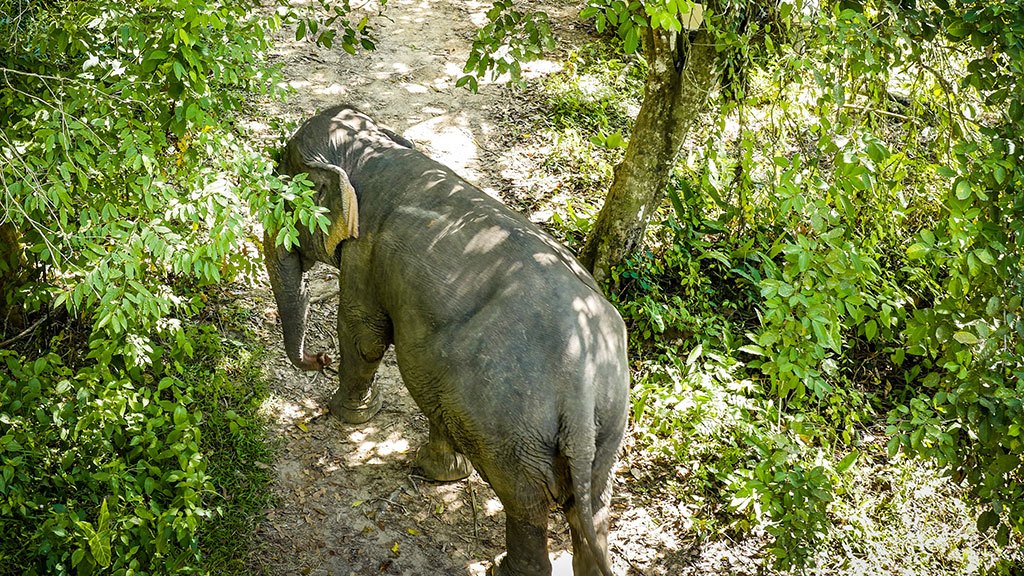 elephant sanctuary, canopy walkway