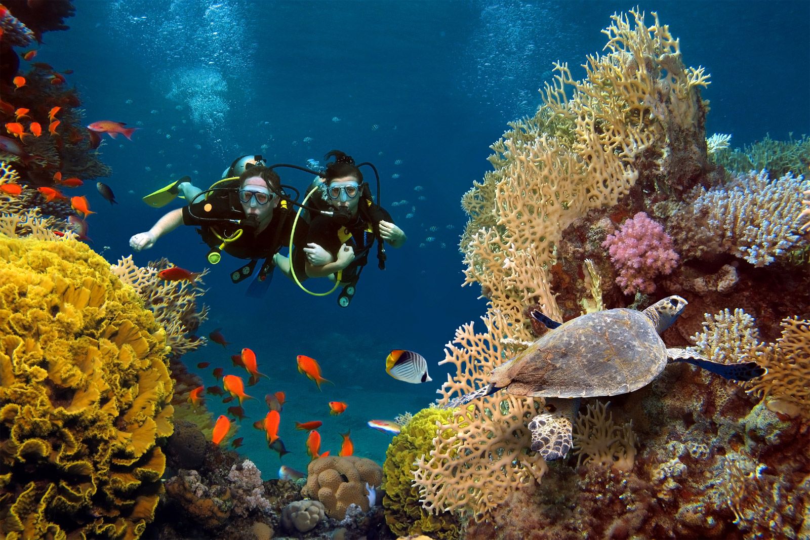 Snorkeling and Diving