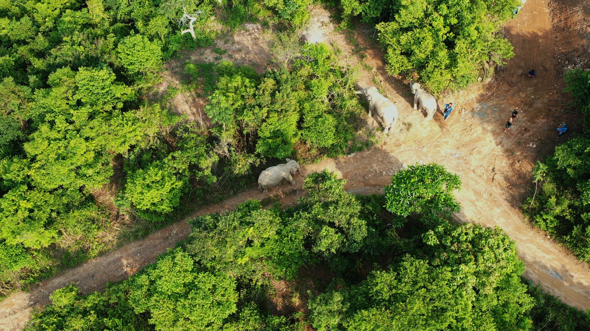 Samui Elephant Sanctuary