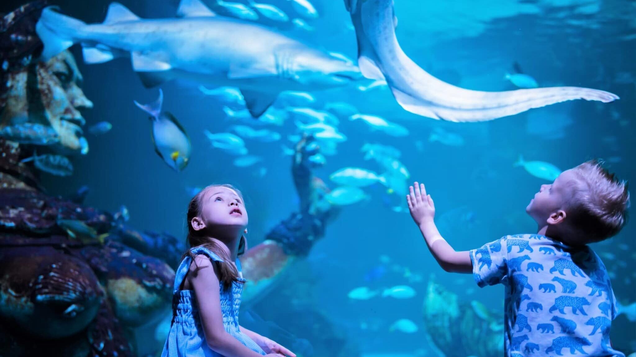 Aquaria Phuket, a famous place in Phuket for families and marine life lovers